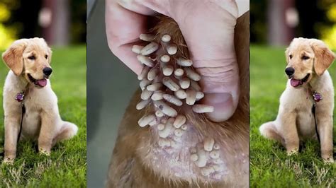 If a dog steps in a puddle with newly hatched worms, then within 25 seconds, these worms will burrow into the host dogs skin to start growing on their journey of transforming into mango flies. . Mango worms in dogs removal video